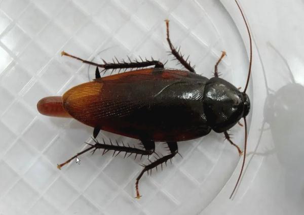 人在广东，如何与蟑螂斗智斗勇？