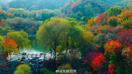 济南山区的枫叶红了