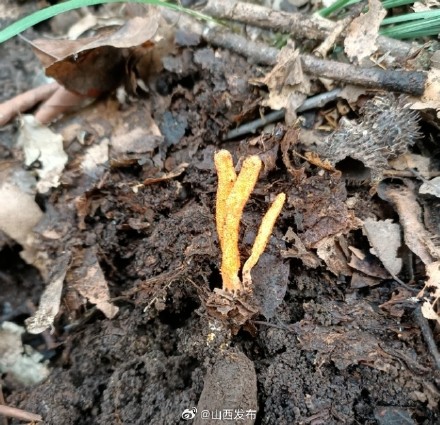 山西首次发现野生“蛹虫草”分布
