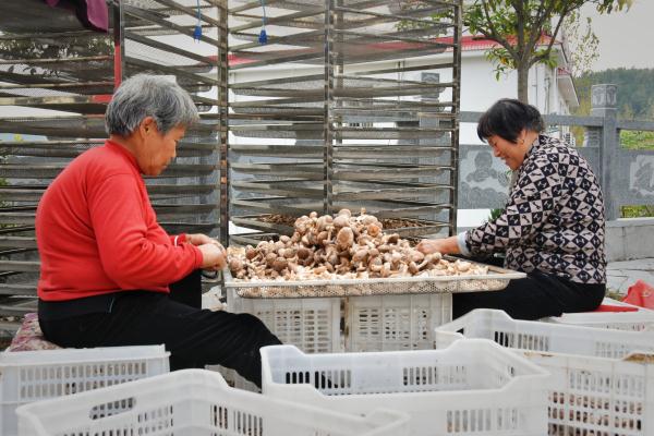 河南镇平:“小香菇”成乡村振兴“大产业” 河南镇平:“小香菇”成乡村振兴“大产业”