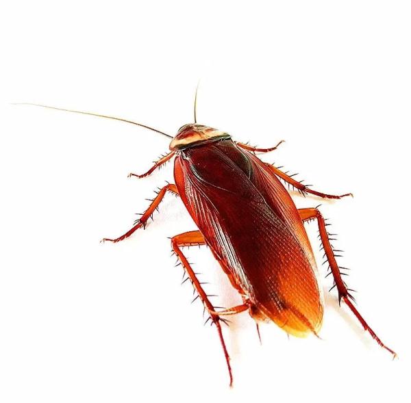 人在广东，如何与蟑螂斗智斗勇？