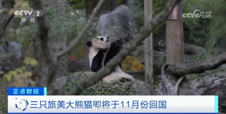 欢迎回家!3只旅美大熊猫11月回国 欢迎回家!3只旅美大熊猫11月回国