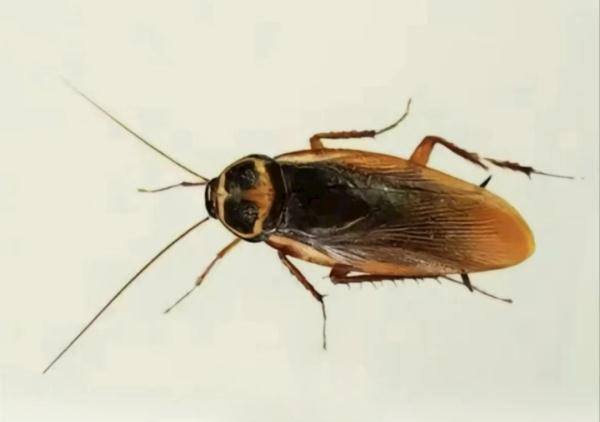 人在广东，如何与蟑螂斗智斗勇？