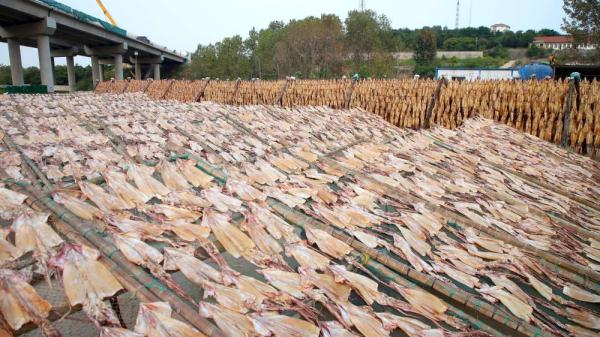 日照岚山:海货晾晒好时光 日照岚山:海货晾晒好时光