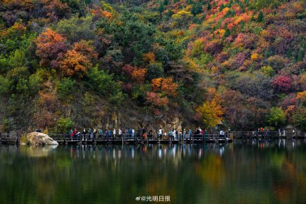 济南山区的枫叶红了