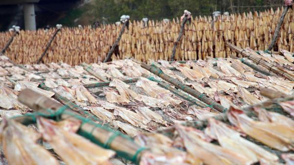 日照岚山:海货晾晒好时光 日照岚山:海货晾晒好时光