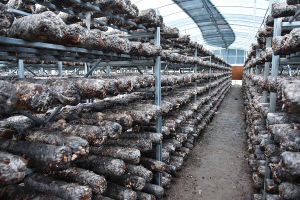 河南镇平:“小香菇”成乡村振兴“大产业” 河南镇平:“小香菇”成乡村振兴“大产业”