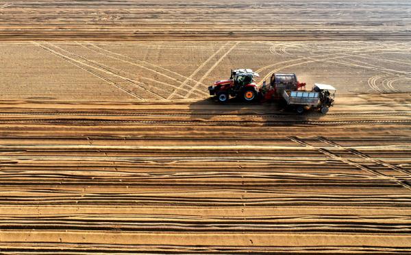 石家庄栾城:中药种植助农增收 石家庄栾城:中药种植助农增收