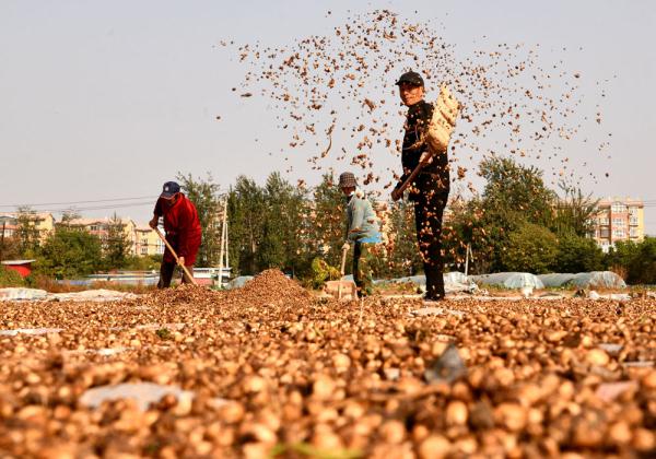 石家庄栾城:中药种植助农增收 石家庄栾城:中药种植助农增收