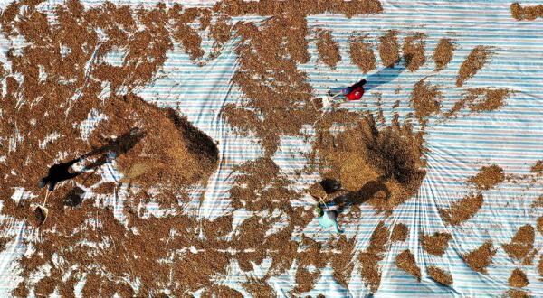 石家庄栾城:中药种植助农增收 石家庄栾城:中药种植助农增收