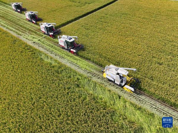 江苏南通:无人机械水稻收割忙 江苏南通:无人机械水稻收割忙