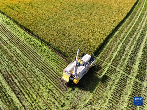 江苏南通:无人机械水稻收割忙 江苏南通:无人机械水稻收割忙