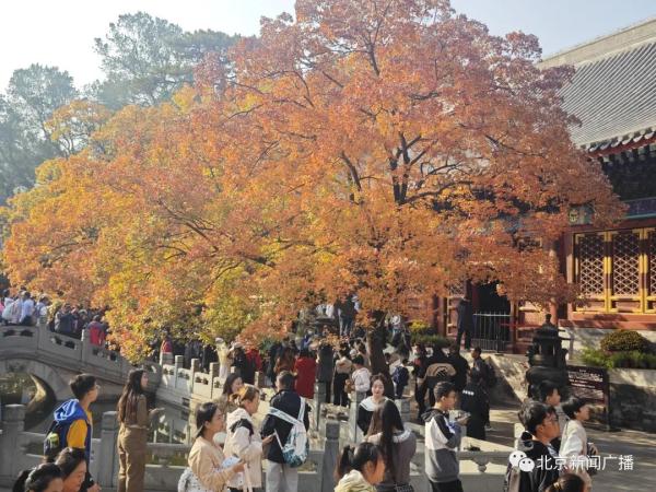 香山迎来赏叶高峰,人潮汹涌堪比春运!不想扎堆,您往这儿看→ 香山迎来赏叶高峰,人潮汹涌堪比春运!不想扎堆,您往这儿看→