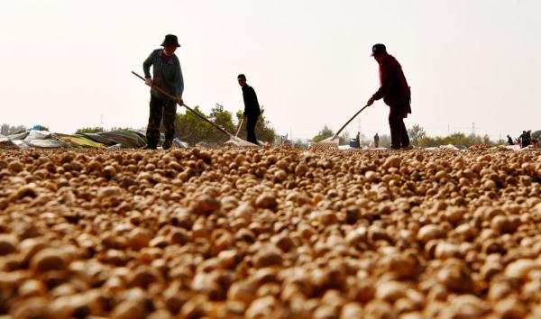 石家庄栾城:中药种植助农增收 石家庄栾城:中药种植助农增收