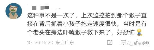 冲上热搜!猴子“绑架”3岁女童 冲上热搜!猴子“绑架”3岁女童