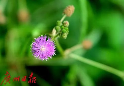 冷空气明天到货，广州气温骤降！广东这些地方将有暴雨