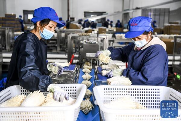 广西贵港：发展食用菌产业助农增收