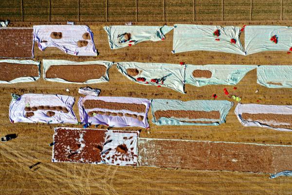 石家庄栾城:中药种植助农增收 石家庄栾城:中药种植助农增收