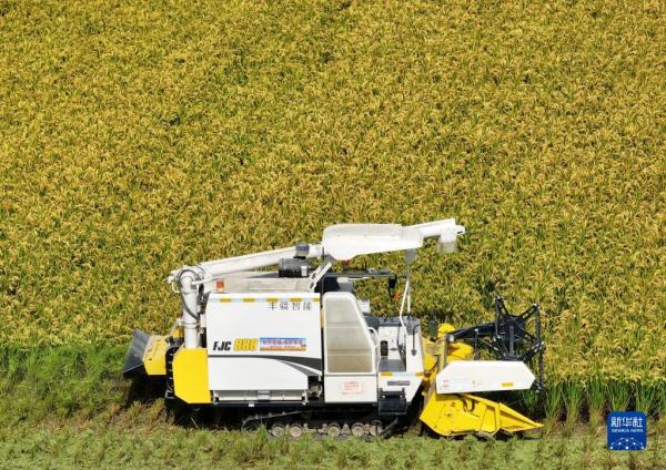 江苏南通:无人机械水稻收割忙 江苏南通:无人机械水稻收割忙