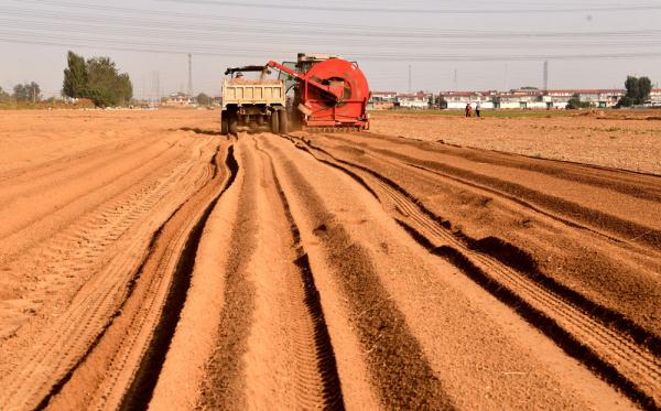 石家庄栾城:中药种植助农增收 石家庄栾城:中药种植助农增收