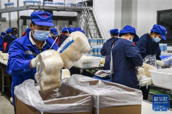 广西贵港：发展食用菌产业助农增收