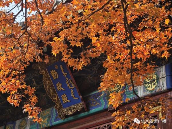 香山迎来赏叶高峰,人潮汹涌堪比春运!不想扎堆,您往这儿看→ 香山迎来赏叶高峰,人潮汹涌堪比春运!不想扎堆,您往这儿看→