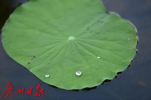 冷空气明天到货，广州气温骤降！广东这些地方将有暴雨