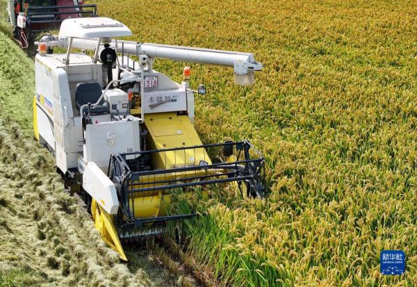 江苏南通:无人机械水稻收割忙 江苏南通:无人机械水稻收割忙