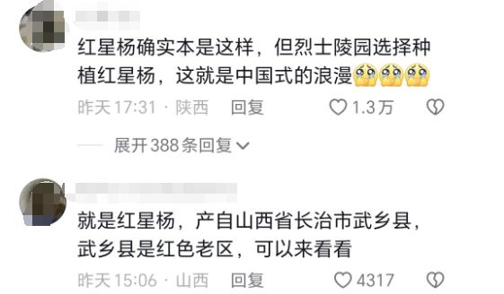 烈士陵园的树,长着“五角星” 烈士陵园的树,长着“五角星”