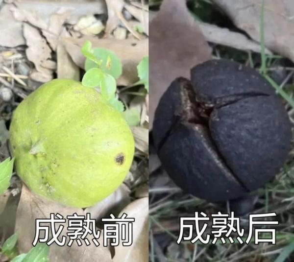 秋天的野果别乱吃!杭州父女俩误食,紧急送医 秋天的野果别乱吃!杭州父女俩误食,紧急送医