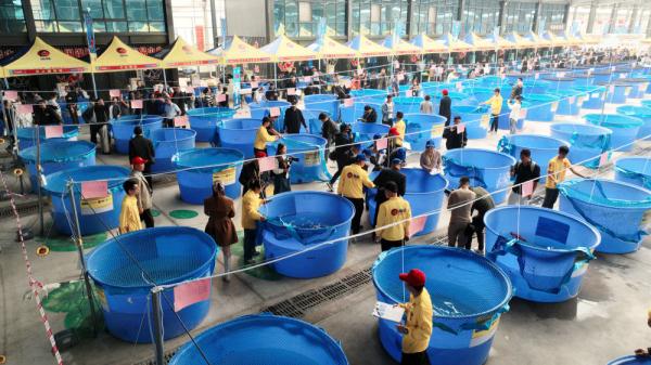 山东高唐:锦鲤“游”出富农路 山东高唐:锦鲤“游”出富农路