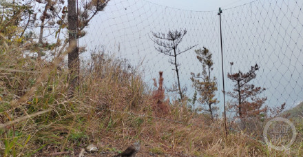 山东烟台一自然保护区现大量鸟类残骸，动保人士：因“不值钱”被盗猎者肢解处理