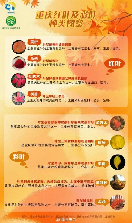 重庆红叶彩叶最佳观赏期预报来了
