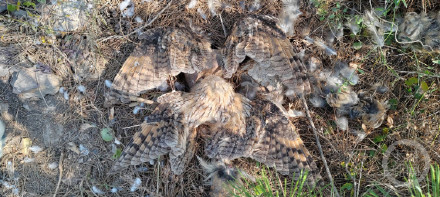 山东烟台一自然保护区现大量鸟类残骸，动保人士：因“不值钱”被盗猎者肢解处理