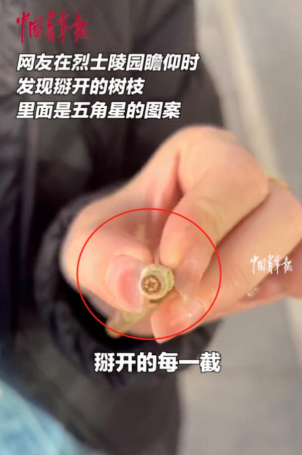 烈士陵园的树,长着“五角星” 烈士陵园的树,长着“五角星”