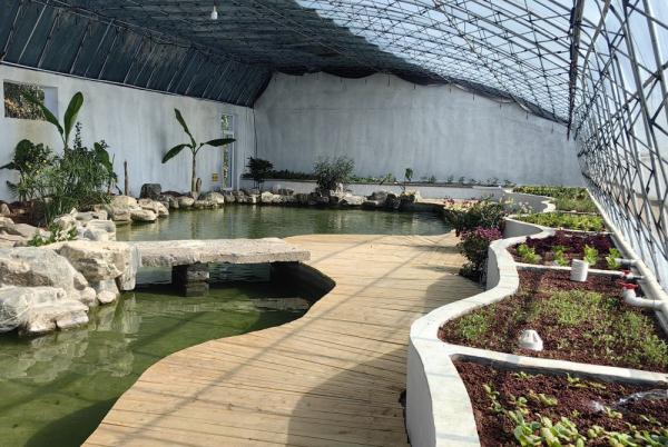 山东高唐:锦鲤“游”出富农路 山东高唐:锦鲤“游”出富农路