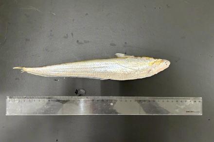 刀鱼消失近30年 黄河刀鱼重现黄河口