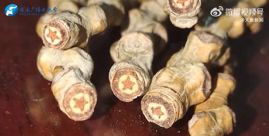 烈士陵园的树,长着“五角星” 烈士陵园的树,长着“五角星”