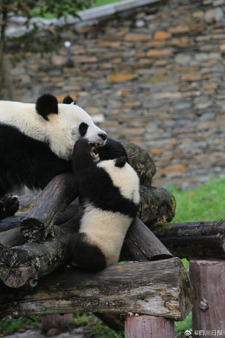 四川野生大熊猫数量占全国七成以上 四川野生大熊猫数量占全国七成以上