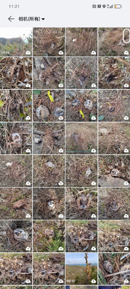 山东烟台一自然保护区现大量鸟类残骸，动保人士：因“不值钱”被盗猎者肢解处理