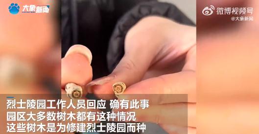 烈士陵园的树,长着“五角星” 烈士陵园的树,长着“五角星”