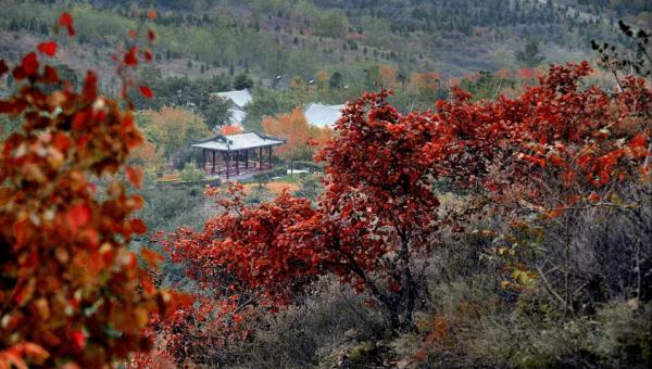 一眼心动邀您共赏北京醉美秋景一