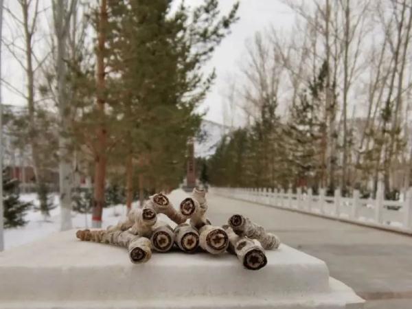 烈士陵园的树,长着“五角星” 烈士陵园的树,长着“五角星”