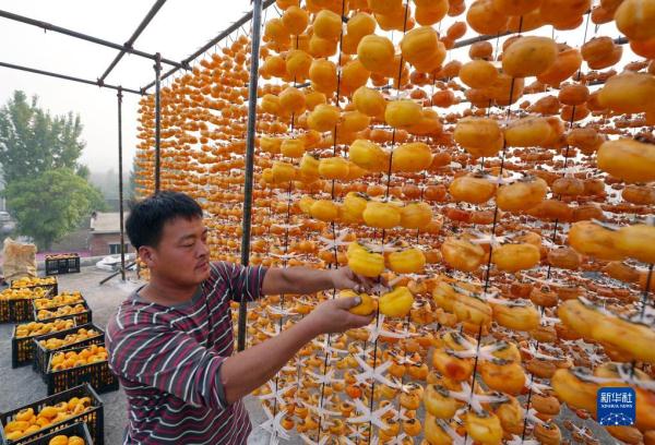 河北顺平:太行柿红醉金秋 河北顺平:太行柿红醉金秋