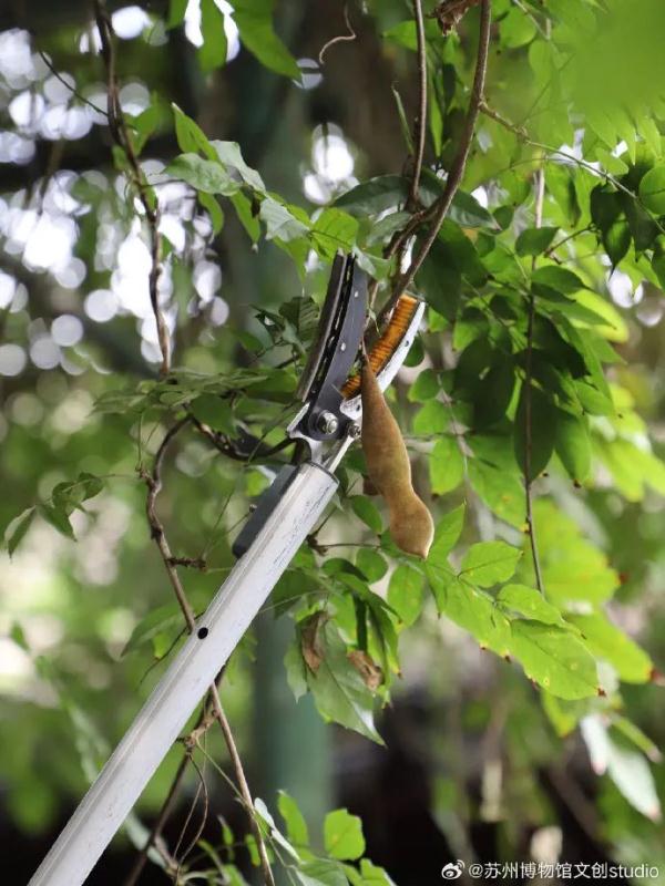 明起开售！网友：让我买到一次吧！