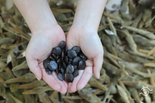 明起开售！网友：让我买到一次吧！