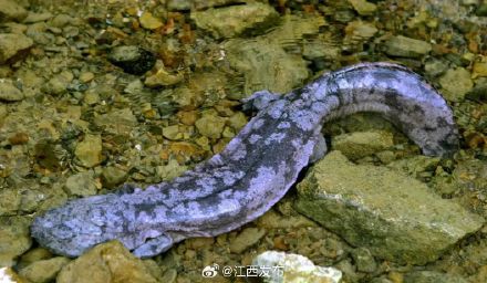 连续4年发现！曾经濒危的它们在江西长久安家