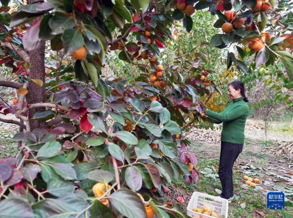 河北顺平:太行柿红醉金秋 河北顺平:太行柿红醉金秋
