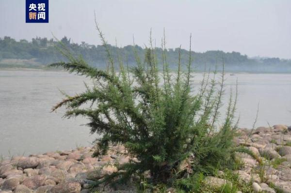 长江上游发现野生疏花水柏枝新分布群落