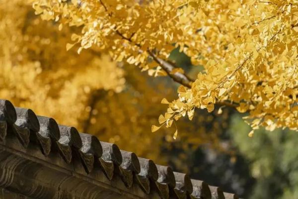 明日晴好天气持续  3-5日有降温吹风天气